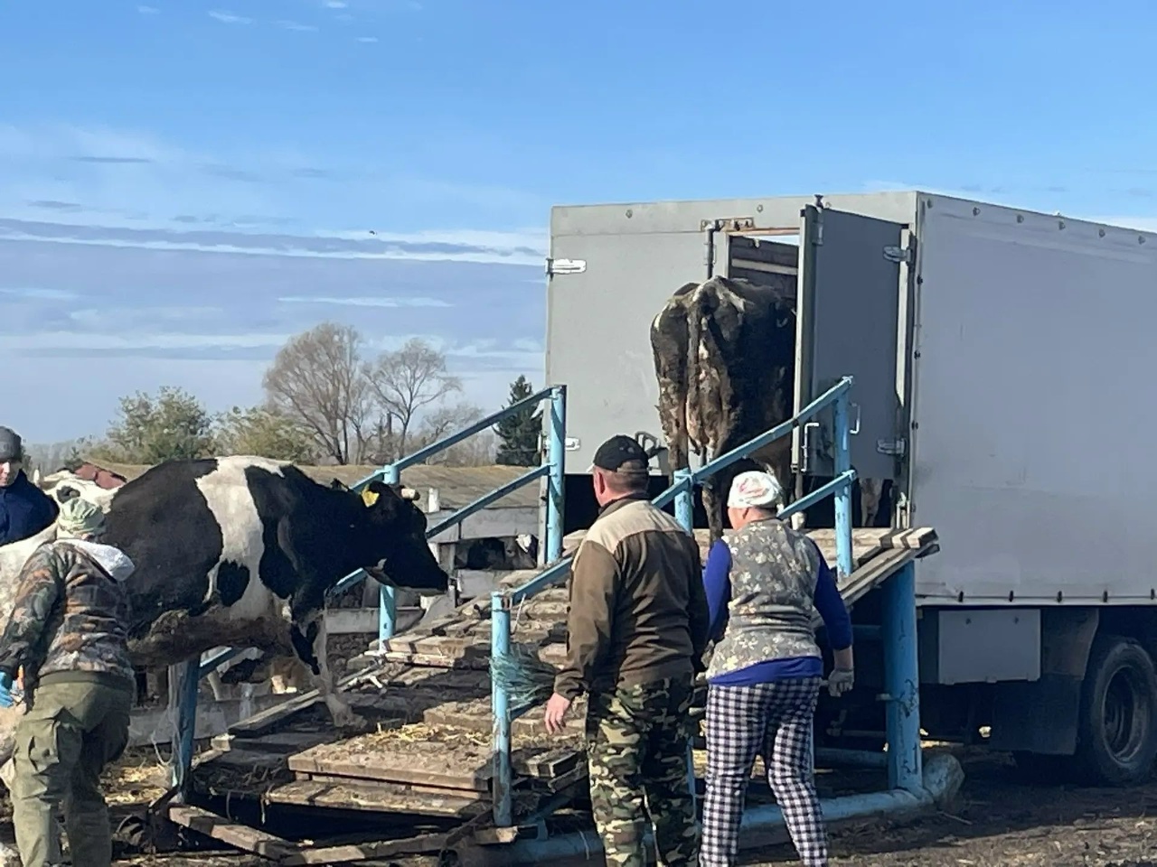 Контроль и безопасность на каждом этапе: погрузка животных под надзором ветеринарных специалистов